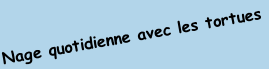 Nage quotidienne avec les tortues