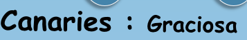 Canaries : Graciosa