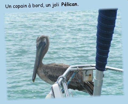 Un copain à bord, un joli Pélican. 