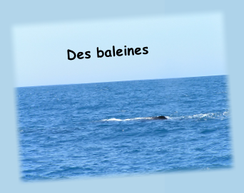 Des baleines